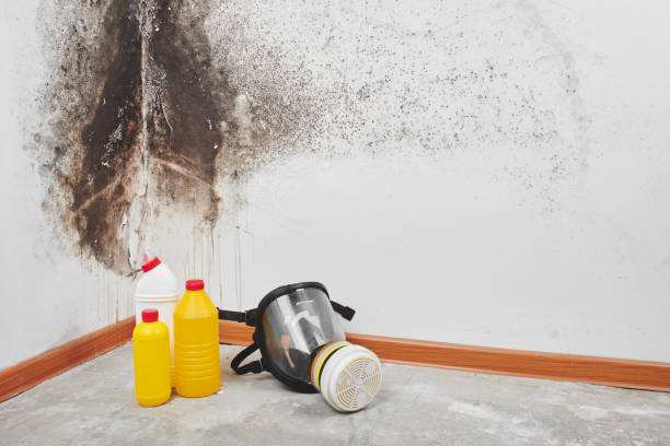 Best Best Mold Removal Companies  in Hebron, OH