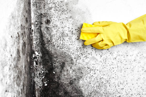 Best Office Mold Removal Services  in Hebron, OH