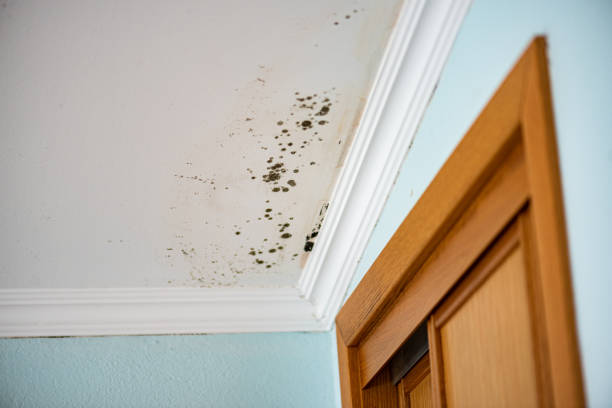 Best Mold Testing  in Hebron, OH