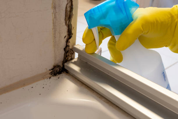 Best Same-Day Mold Removal  in Hebron, OH