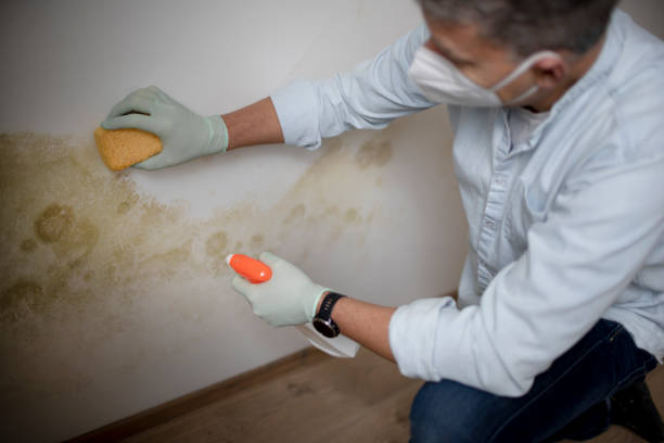 Best Home Mold Removal  in Hebron, OH