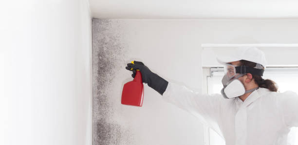 Best Certified Mold Removal  in Hebron, OH