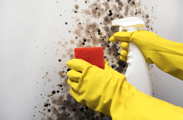 Best Mold Remediation  in Hebron, OH