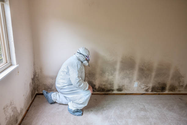Best Mold Damage Repair  in Hebron, OH