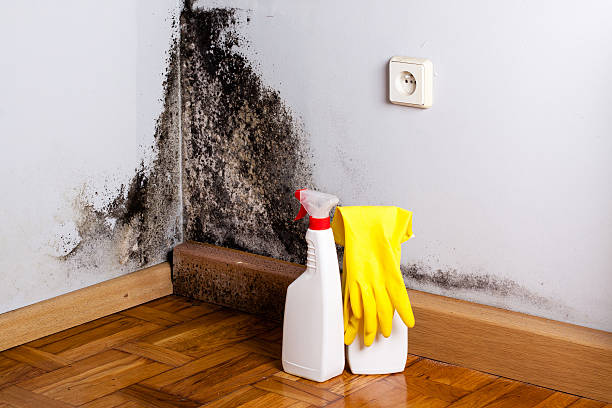 Best Fast Mold Removal  in Hebron, OH