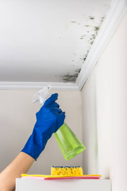 Best Local Mold Removal Service  in Hebron, OH